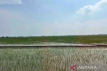 Mentan koordinasi ke PUPR maksimalkan perairan pertanian