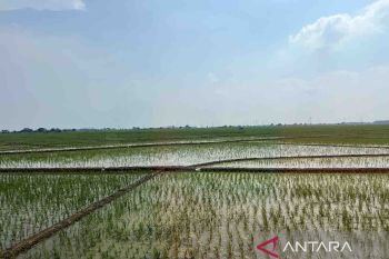 KSAD perintahkan jajaran untuk bantu perairan sawah di Pulau Jawa
