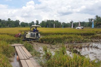 Dinas Pertanian optimalisasi lahan rawa di lima kabupaten