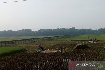 BI optimistis harga beras di Banyumas Raya segera turun