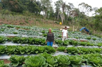PLN pererat hubungan dengan masyarakat kawasan pengembangan PLTP Ulumbu 5-6 NTT