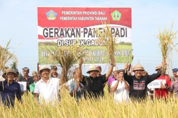 Pemkab Tabanan menggelar panen raya padi jaga ketersediaan pangan