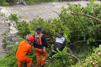 BPBD sebut dua pohon tumbang rusak rumah warga, akibat hujan deras di Bogor