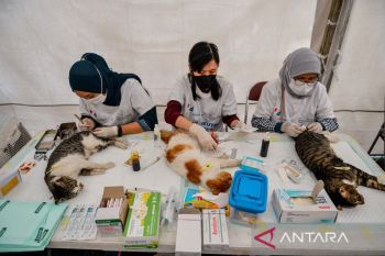 Sterilisasi kucing liar di Bandung