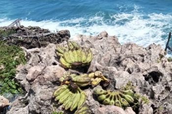 DLH memasang perangkap monyet ekor panjang tidak serang tanaman petani