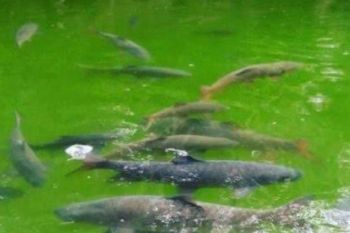 Wagub Sumbar minta Ikan Sakti Sungai Janiah daftarkan ke ADWI