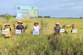 Pj Bupati: Petani Magetan harus bantu serapan gabah stok pangan