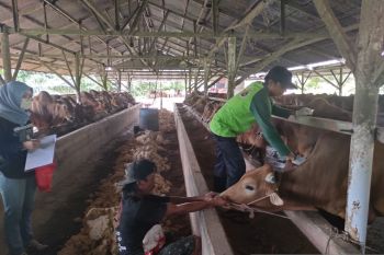 Babel tambah 300 sapi potong dari Lampung perkuat stok jelang Idul Fitri
