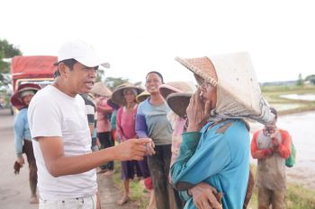 Buruh tani Karawang diupah kecil