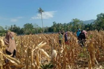 Pemprov Sulbar targetkan panen jagung 87.243 ton