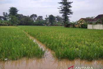 Pemprov Jateng  segera data lahan pertanian terdampak banjir