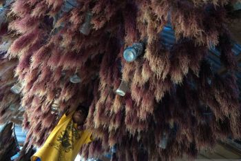 Harga rumput laut brokoli turun drastis.