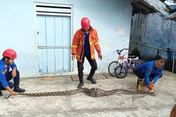 Ular sanca 4 meter ditemukan di area rumah warga