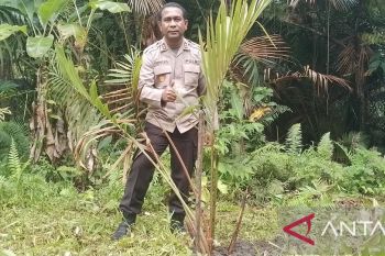 Polisi Jayapura prioritas nikah dinas tanam sagu jaga lingkungan