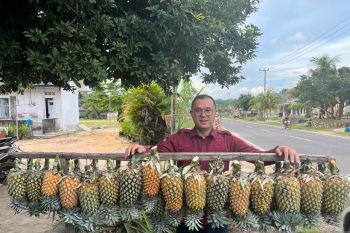 Nanas Bikang bakal jadi andalan Bangka Selatan