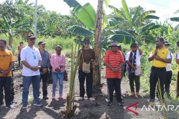 Pemkab ingatkan warga Jayapura jaga pohon sagu sebagai warisan budaya
