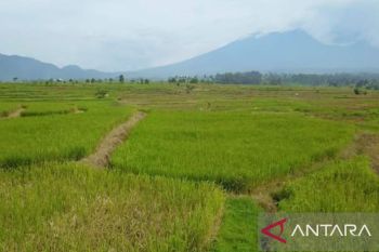 Pemkab Tanah Datar targetkan 2500 hektare sawah tercover asuransi