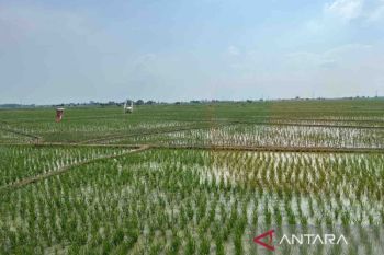 Jatim penerima pupuk subsidi terbesar capai 1,92 juta ton