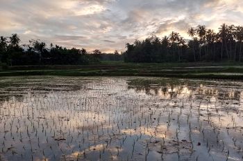 Antisipasi dampak iklim ekstrim, Bupati imbau masyarakat lakukan percepatan olah tanam