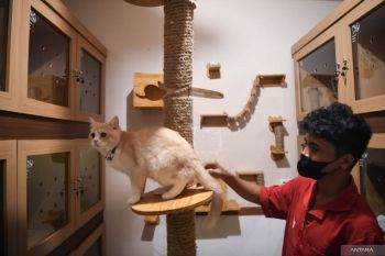 Tempat penitipan hewan peliharaan habis dipesan