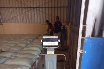 OKU Timur masuki periode panen raya, Bulog setempat siap serap