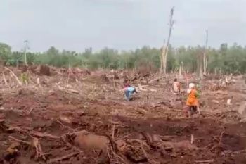 Protes lahan tetap ditanami akasia, warga Olak hadang perusahaan