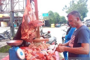 Pemkab Agam prediksi pemotongan sapi 486 ekor jelang Idul Fitri