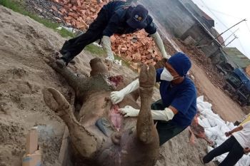 Pemkab OKI vaksin ratusan kerbau  cegah wabah penyakit ngorok