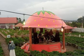 Pengunjung objek wisata kebun stroberi Solok ramai saat libur Lebaran