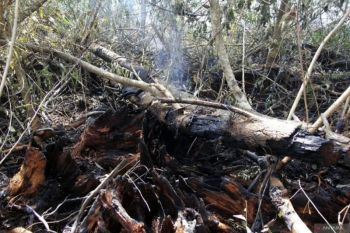 Riau nihil karhutla saat libur Idul Fitri