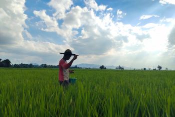 Bulog catat penyerapan padi di Lampung Januari-April capai 13 ribu ton