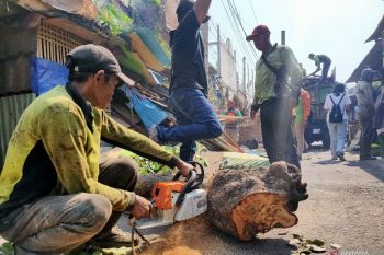 Pohon tumbang di Jalan Tomang Raya akibat akar yang sudah busuk