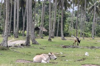 Penyaluran KUR peternakan Lampung 2023 terealisasi Rp1,51 triliun