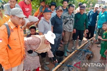 Warga tangkap buaya liar pemakan ternak