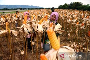 Pemkab Aceh Barat kembangkan jagung hibrida di areal 350 Ha tahun ini, target panen 5 ton/Ha