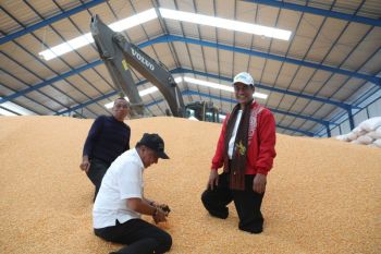 Mentan Andi Amran berharap Bulog segera serap jagung hasil produksi petani