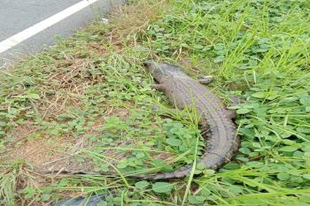 BKSDA Sampit telusuri penemuan bangkai buaya di pinggir jalan