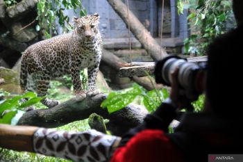 Seorang ibu di Zambia berhasil menyelamatkan balitanya dari serangan macan tutul