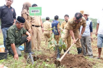 Dinas Pertanian Bulukumba beri bantuan bibit unggul kepada petani