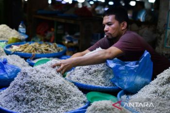 Pusat Penjualan Ikan Teri Medan
