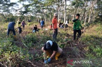 Kalsel tanam ratusan bibit Pulai untuk sejukkan lingkungan