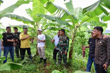 PJ Gubernur Sulsel: Pisang cavendish di dua kabupaten Sulsel telah berbuah