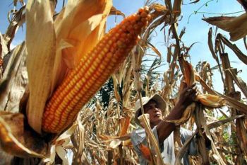 Perum Bulog Cabang Bulukumba Sulsel siap menyerap 70 ton jagung petani