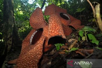 Rare twin bloom highlights Rafflesia habitat resilience
