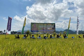Pupuk Kaltim Dukung Produktivitas Padi Mamuju Pasca El Nino