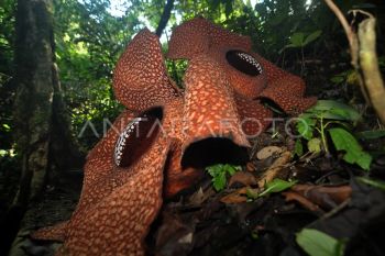 Dua bunga Rafflesia mekar di Bengkulu