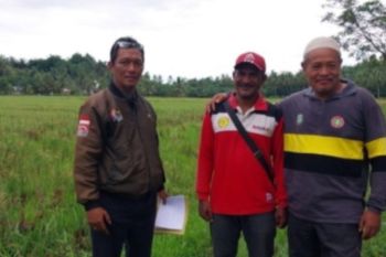 DTPHP Sulbar lakukan Gerakan Percepatan Tanam Padi di Mamuju Tengah