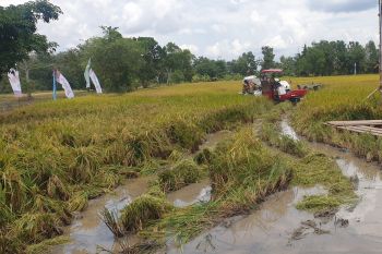 Korem 044 Gapo kerahkan prajurit optimalisasii lahan rawa Sumsel