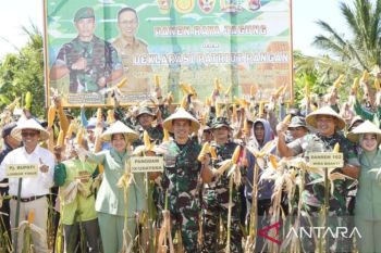 Pangdam IX/Udayana Mayjen Bambang panen raya jagung di NTB