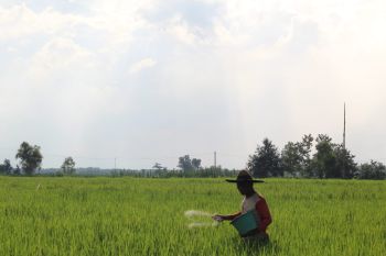 Pemprov Lampung kerja sama penyediaan pupuk non subsidi bagi petani